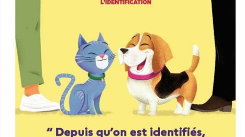 Identification des animaux de compagnie