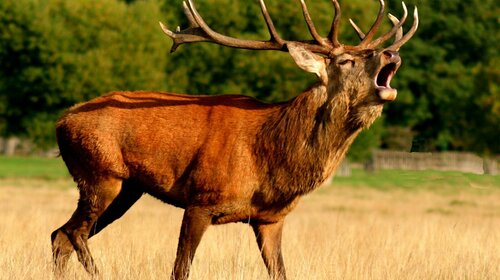 Zone de chasse